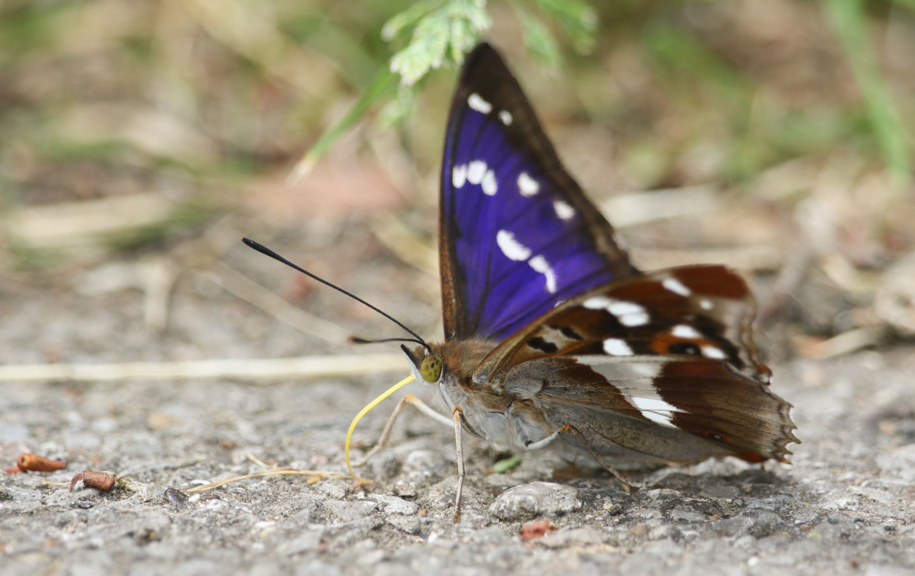 Close up of a purple emperor butterfly feeding on the ground