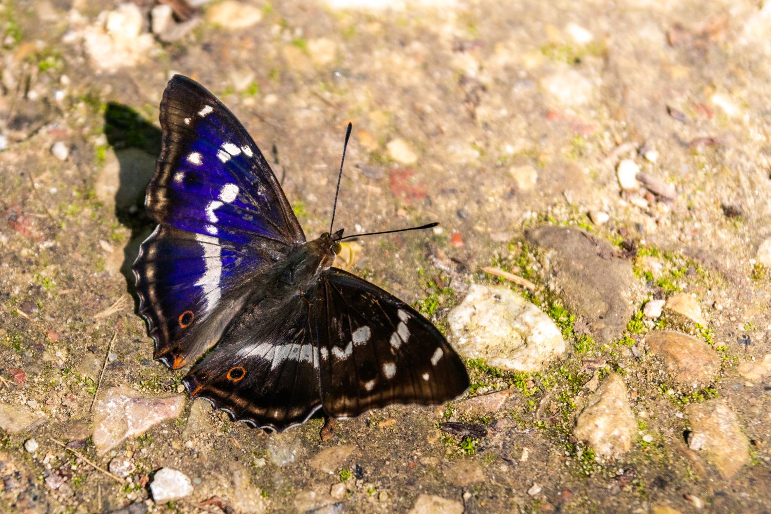 Close up of a purple emperor butterfly on the ground