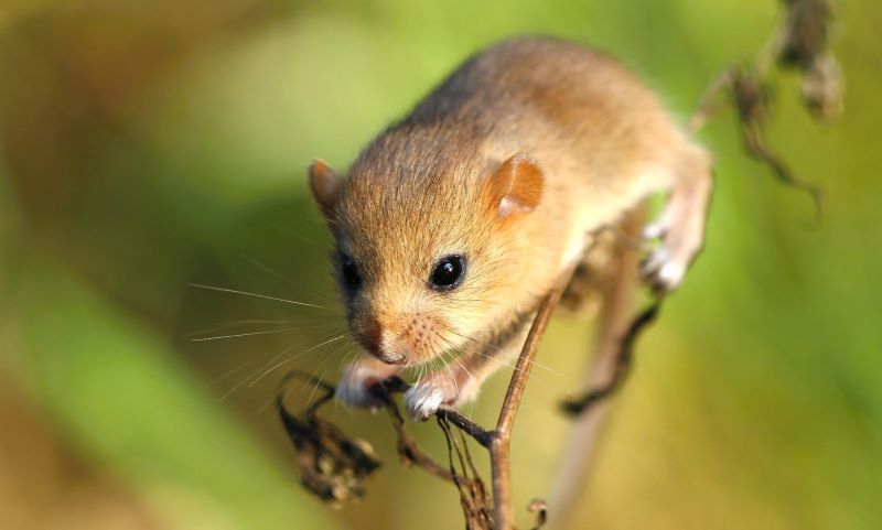 A brown dormouse on a twig with greenery in the background