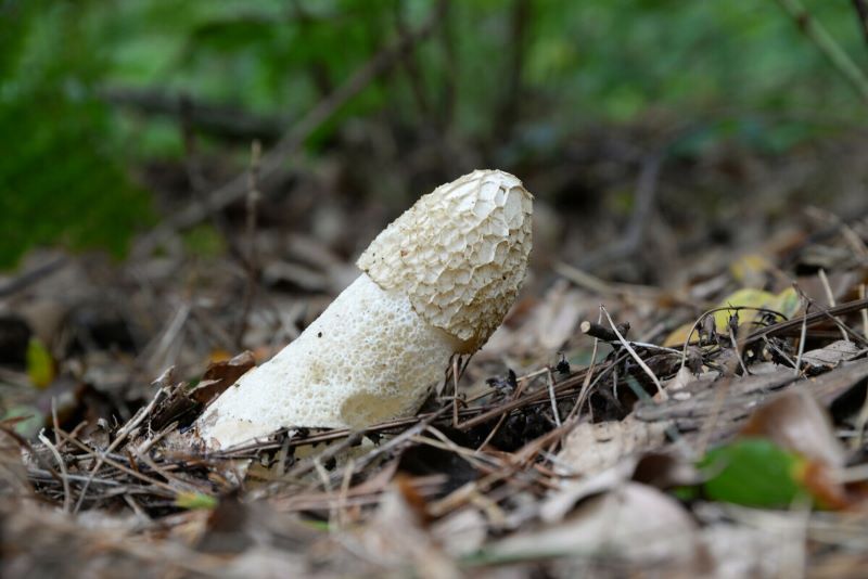 A stinkhorn fungus growing out of a leafy woodland floor 