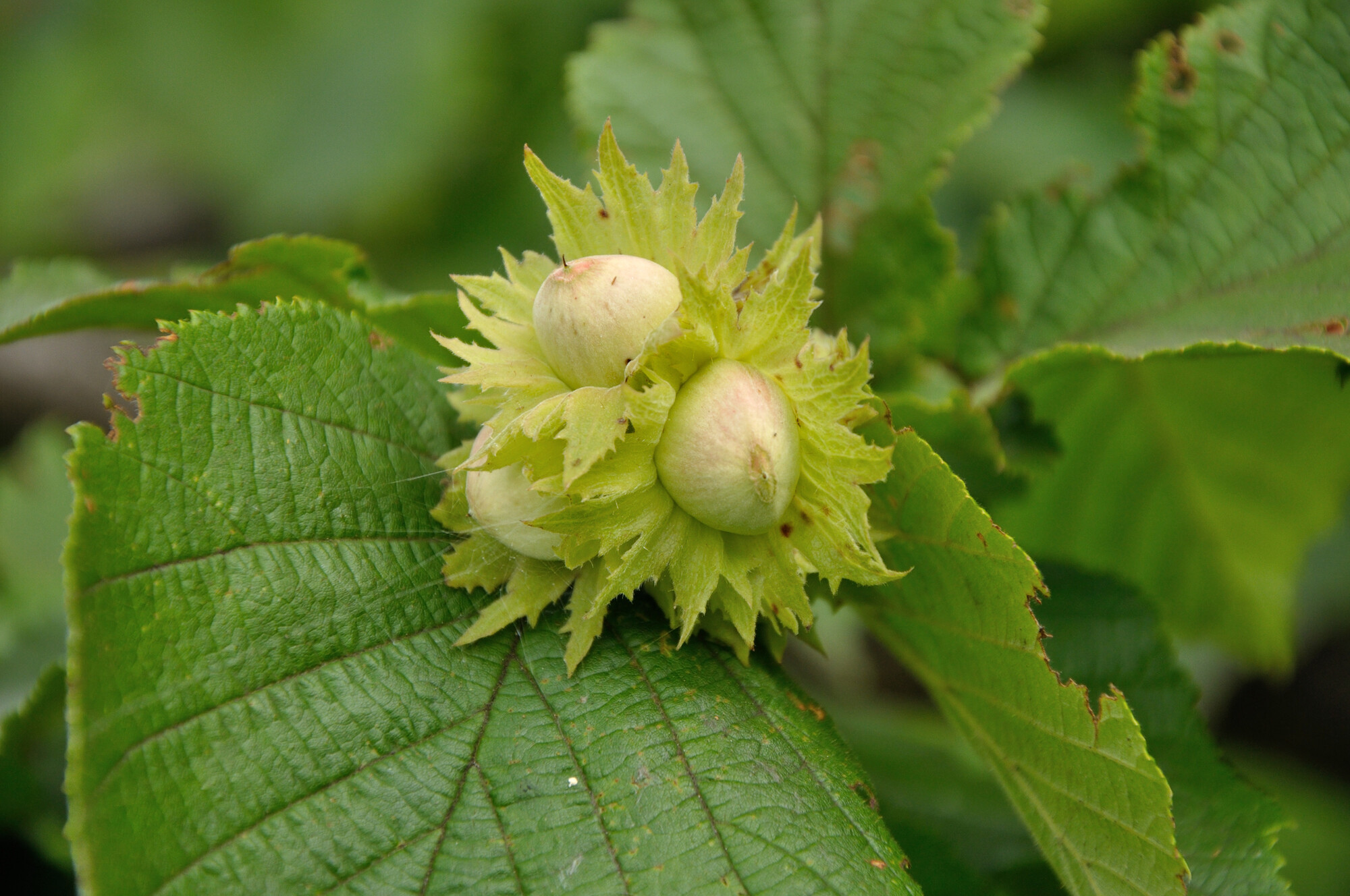 Young green hazelnuts surrounded by green leaves