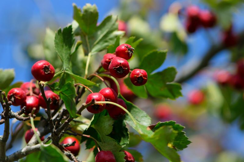 Close up of a cluster of red hawthorn berries on a branch with a bright blue sky behind