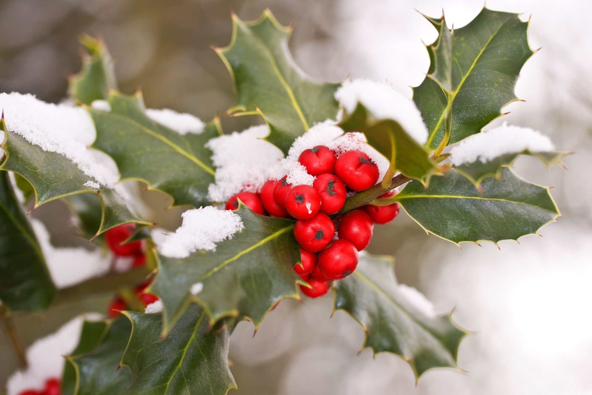 Snow covered, red holly berries and green leaves.