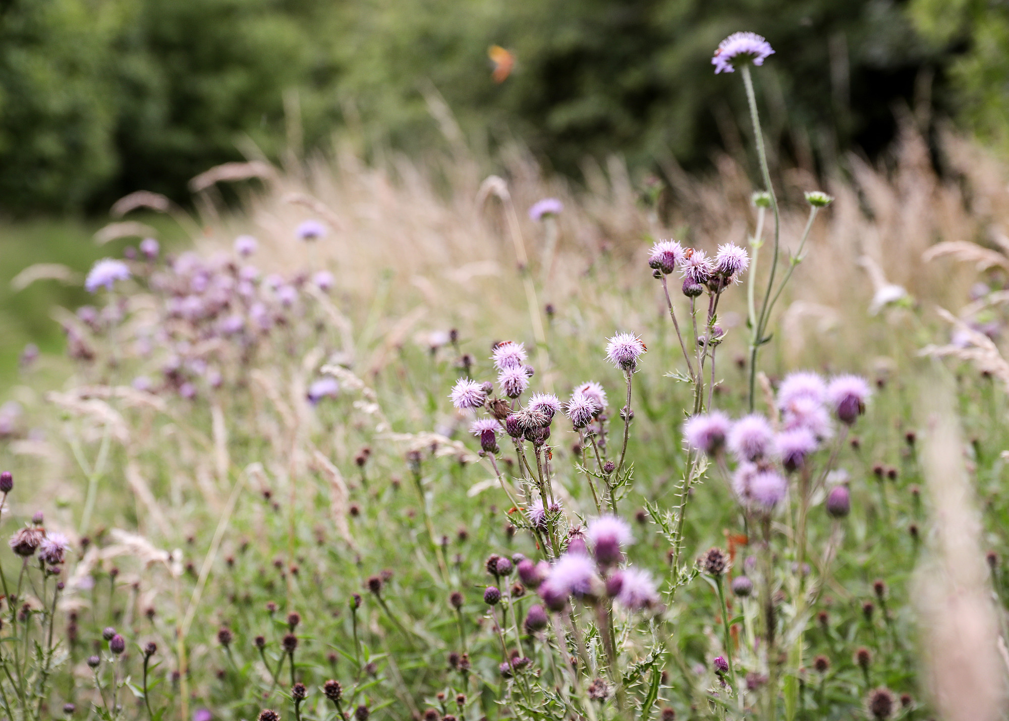 Purple wildflower meadow at Haydon Way Wood