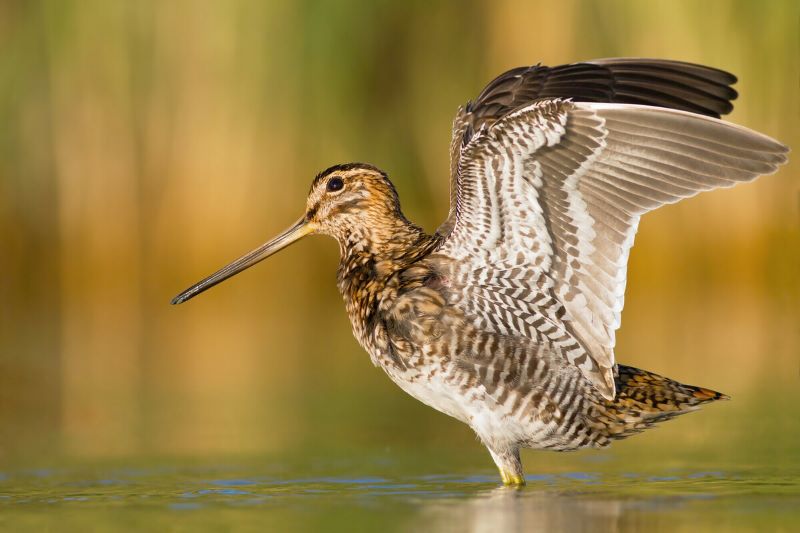 Side view of a common snipe standing in shallow water with its wings up