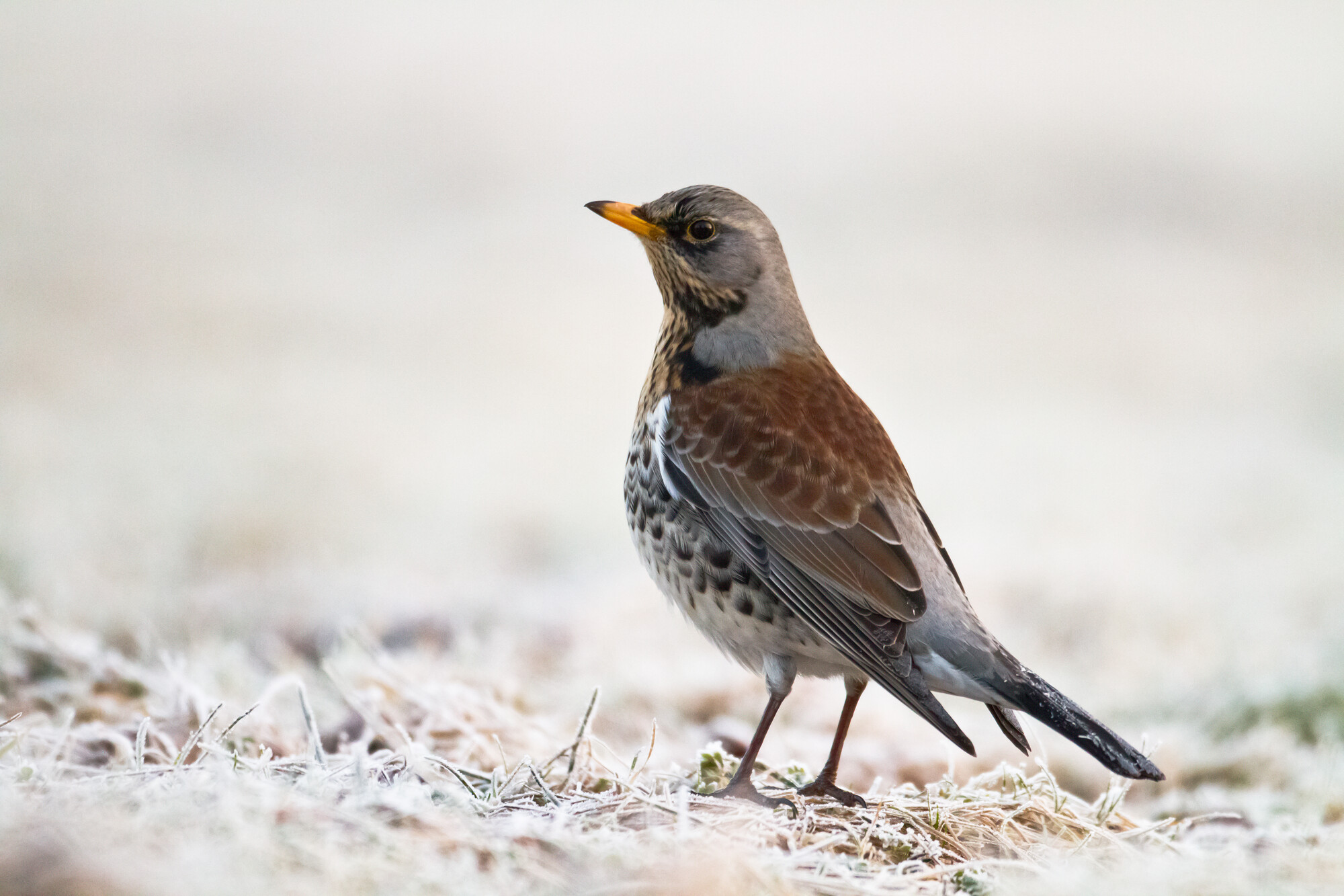 Fieldfare bird resting on frost-covered ground.