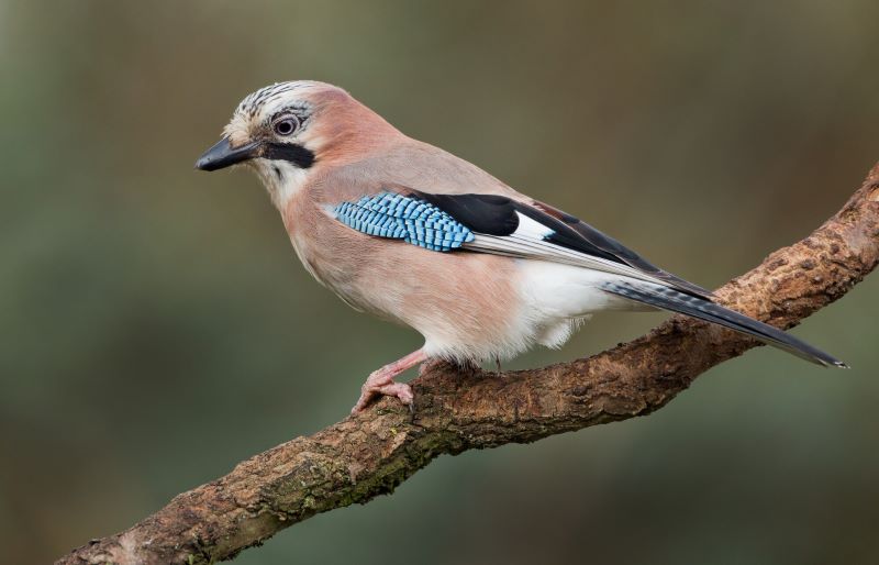 A jay standing on a tree branch 