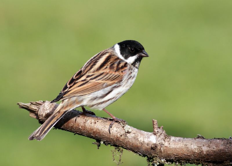 Male reed bunting standing on a branch 