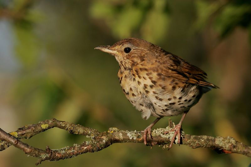 Close up of a song thrush standing on a bare branch with out of focus green leaves in the backdrop