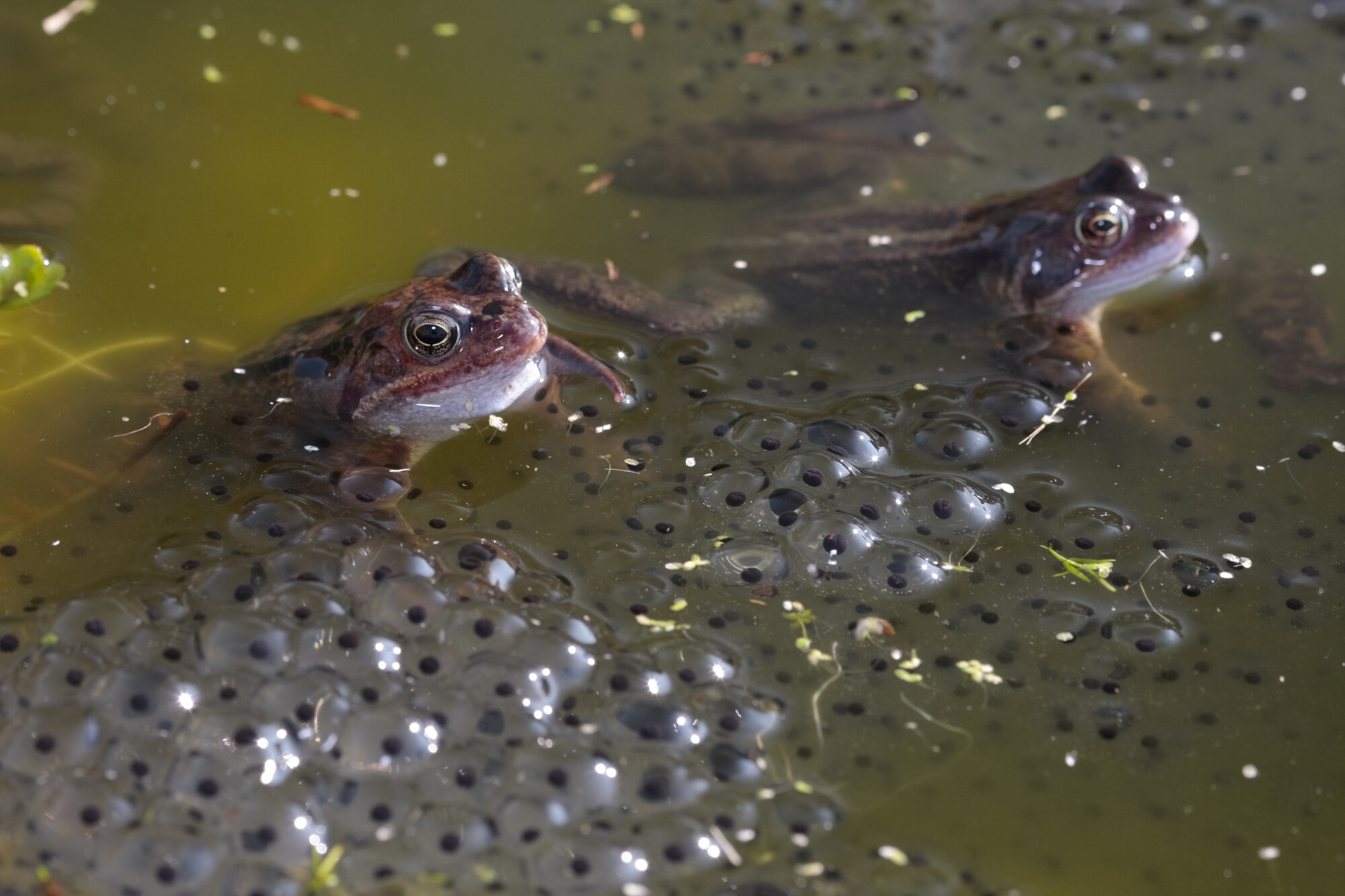 Two common frogs and frogspawn in a pond