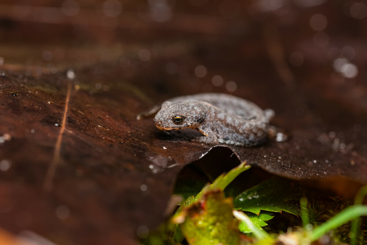 A great crested newt on a dead leaf 