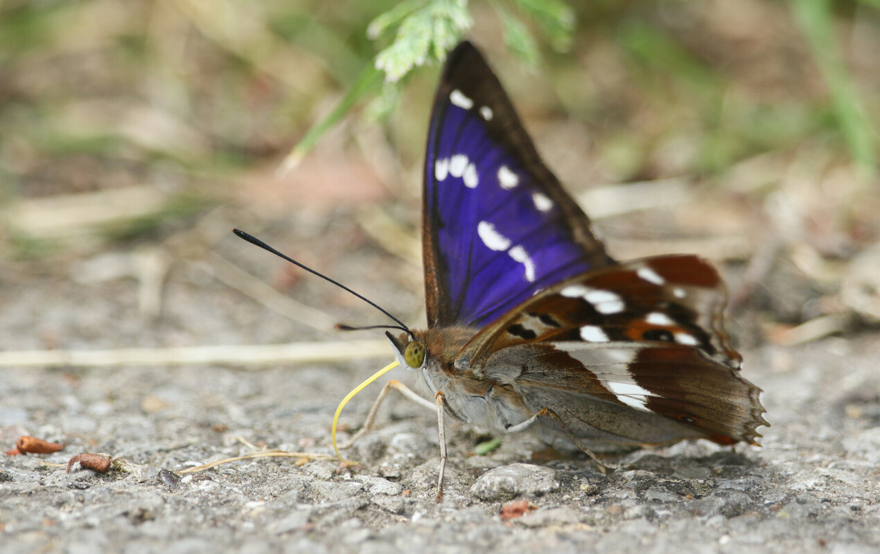 Close up of a purple emporor butterfly on the forest floor 