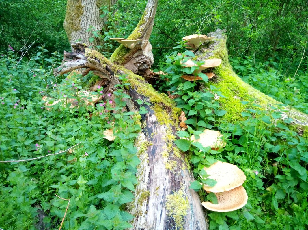 A fallen tree trunk with nettles and dryads saddle fungi growing around it