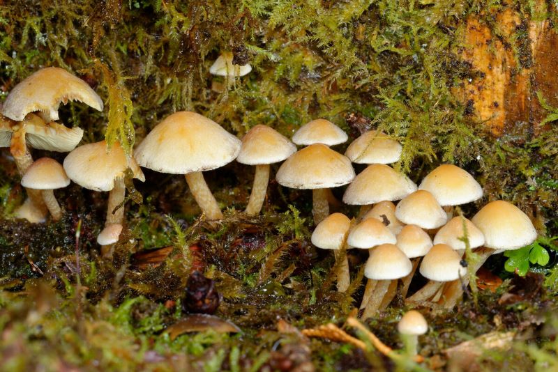 A group of sulphur tuft fungi growing out of the forest floor by a mossy tree trunk