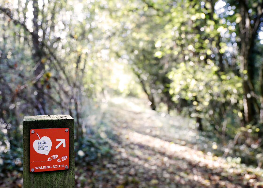 A Forest footpath sign on a post in the foreground with a path through the Forest behind