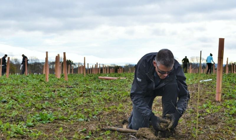 A male volunteer crouching in the foreground planting a sapling in a field of newly planted trees with other volunteers planting in the background