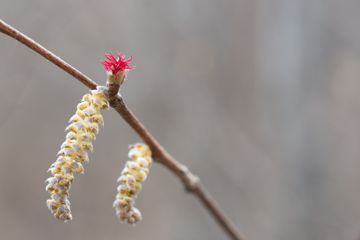 Hazel catkins and red flower on branch in January 