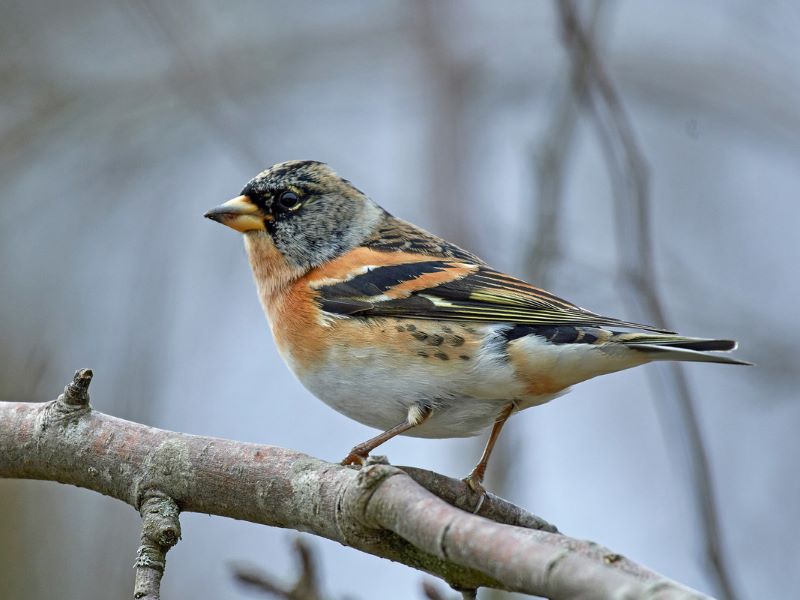 A male brambling standing on a bare winter tree branch