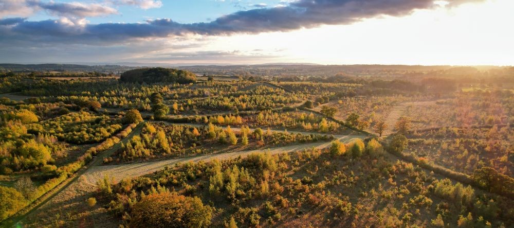 Aerial view of the Forest in autumn in late afternoon sunshine