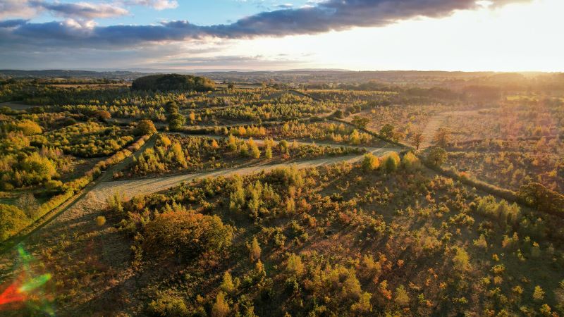 Aerial view of the Forest with the autumn sun setting 