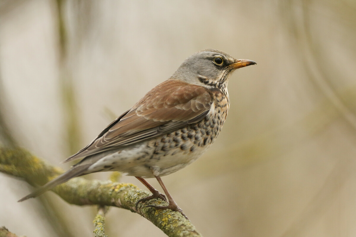 A fieldfare standing on a tree branch 