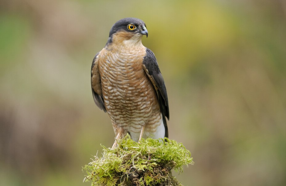 A male sparrowhawk perched on a mossy post 