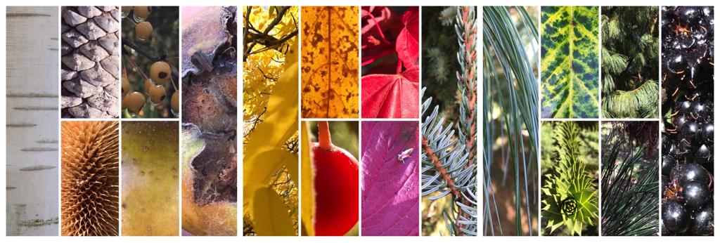 A collage of Autumn colours found in the Arboretum