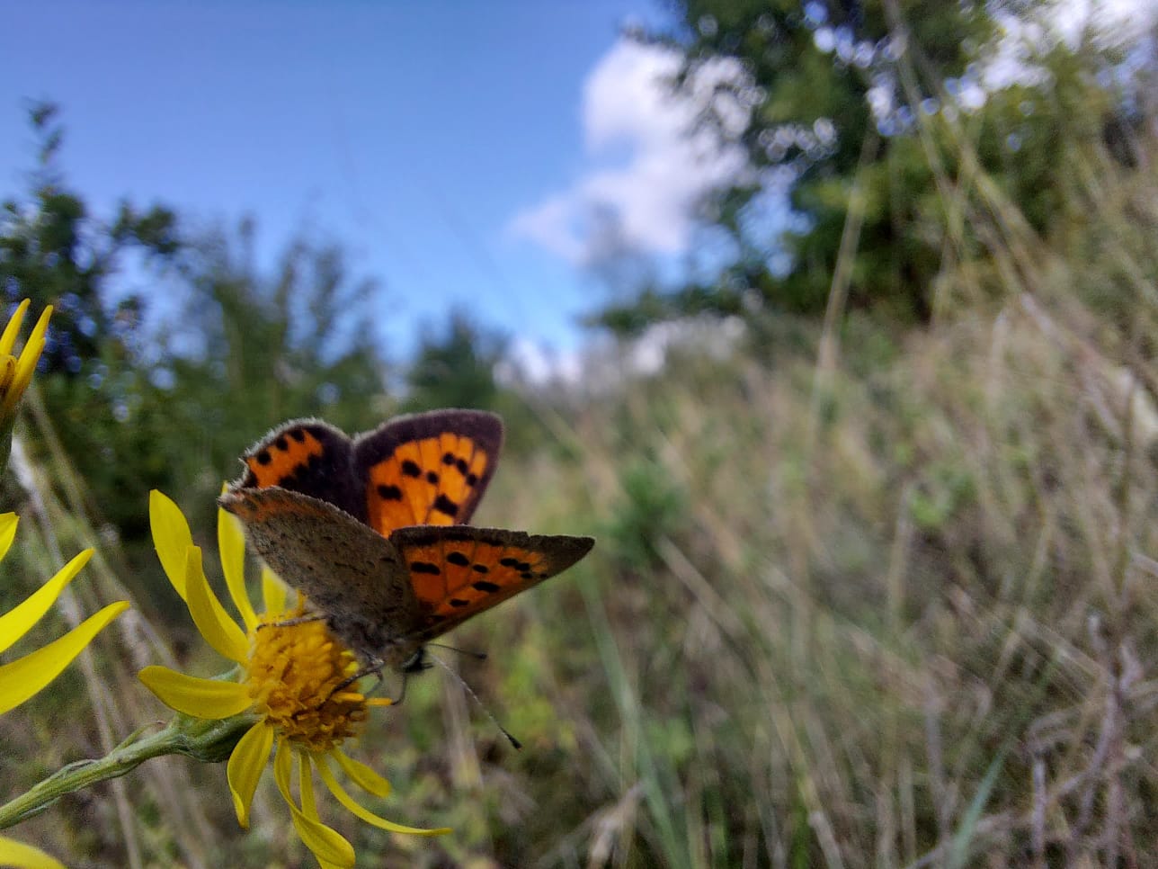 small copper butterlfy on a yellow flower