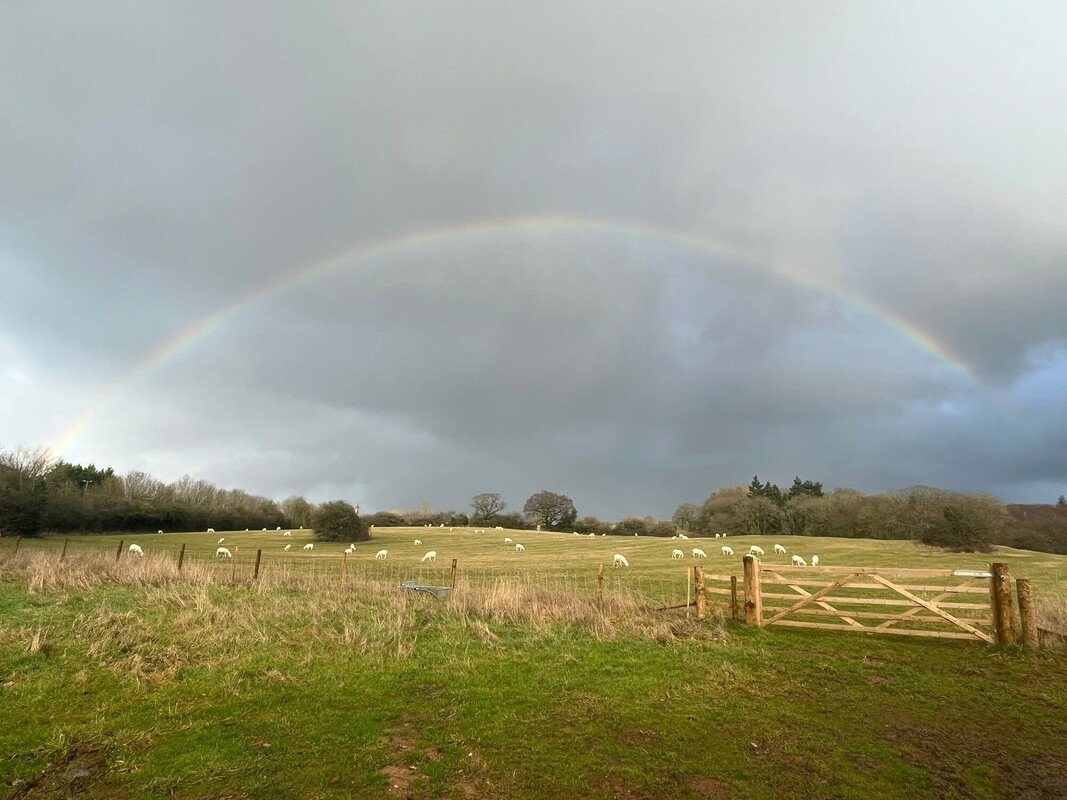 Sheep on a field with a rainbow in the distance