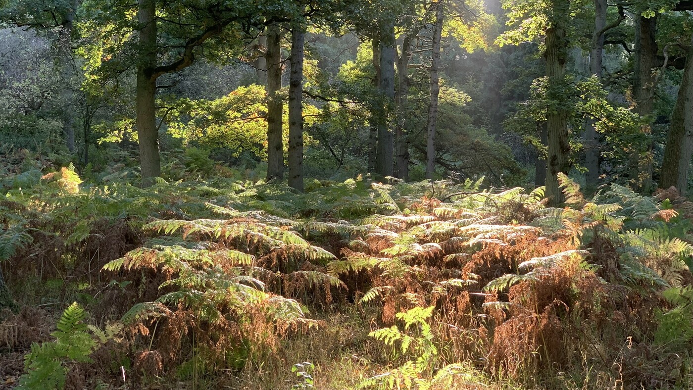The sunlight dappling in through mature trees at Morgrove coppice, where bracken is present.