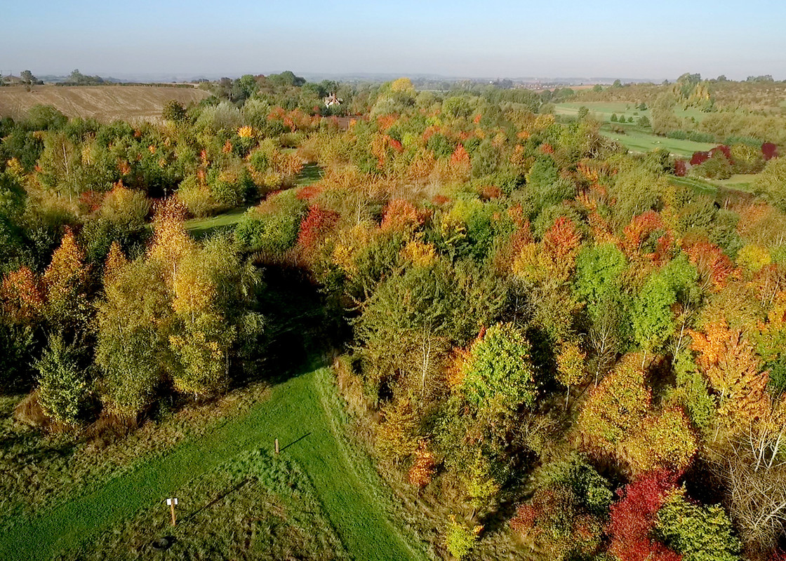 Aerial shot of autumnal trees next to a grassy path in Dorothy's wood