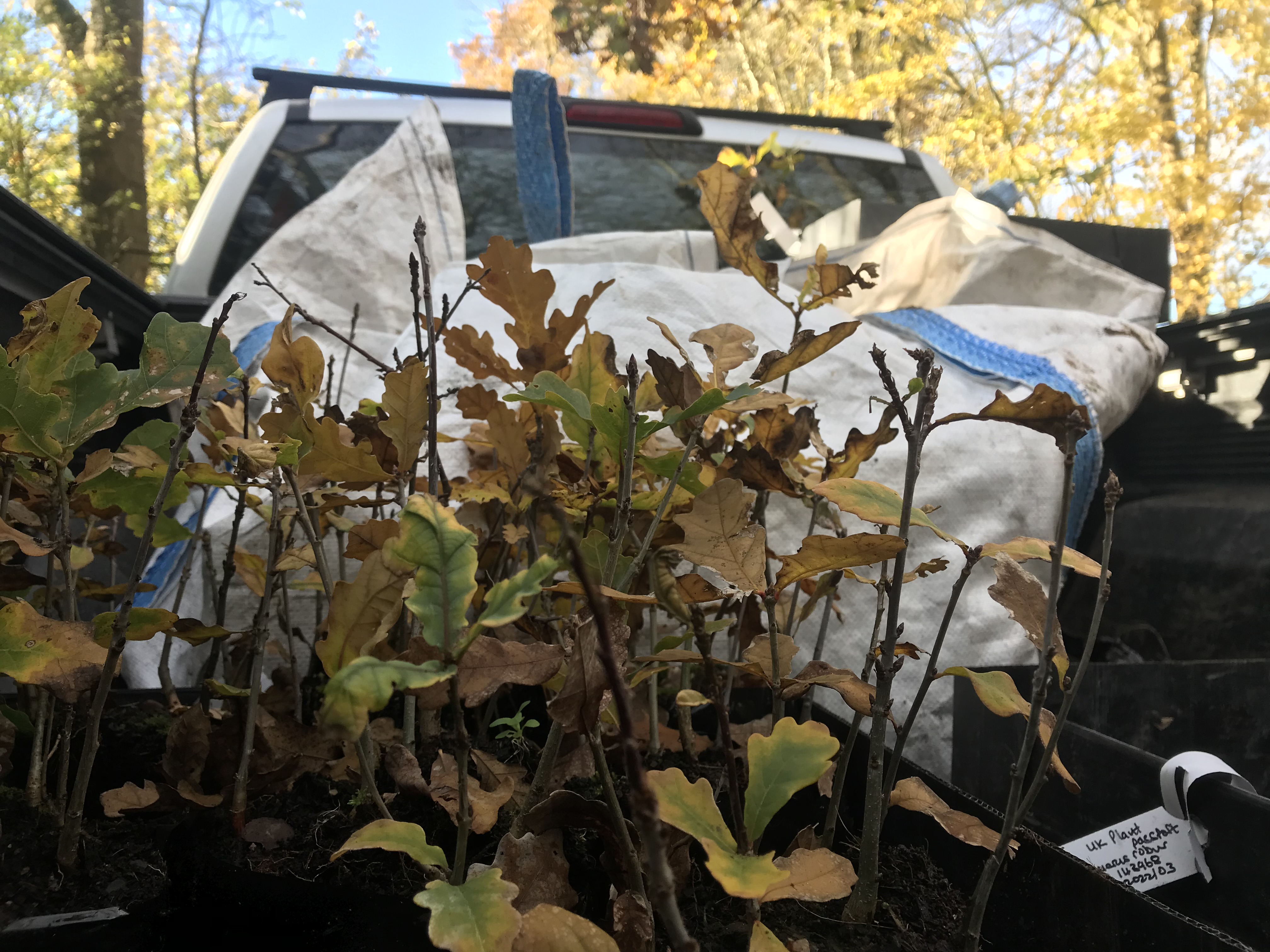 Trees ready to be planted - they are all bagged up and ready on the back of the truck