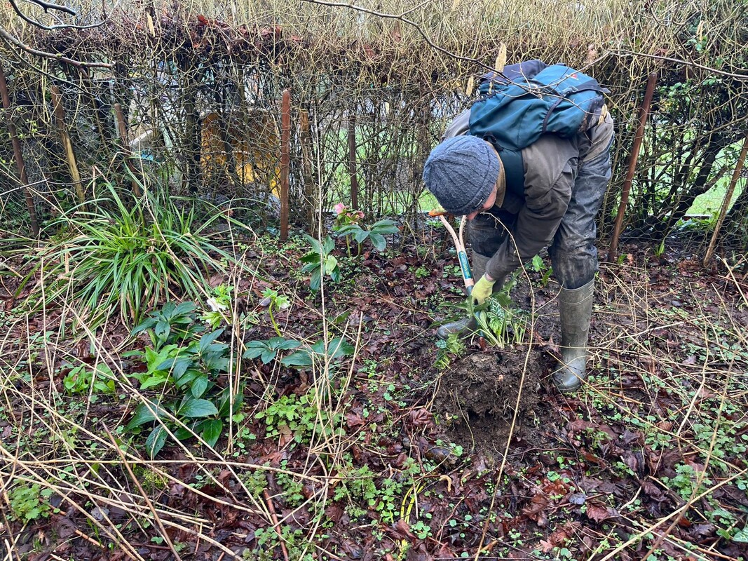 Invasive species removal
