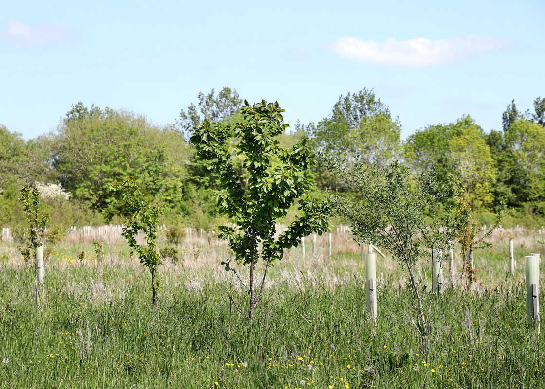 Wildflowers and young trees with protective tubes in Noleham Wood, with established trees in the background 