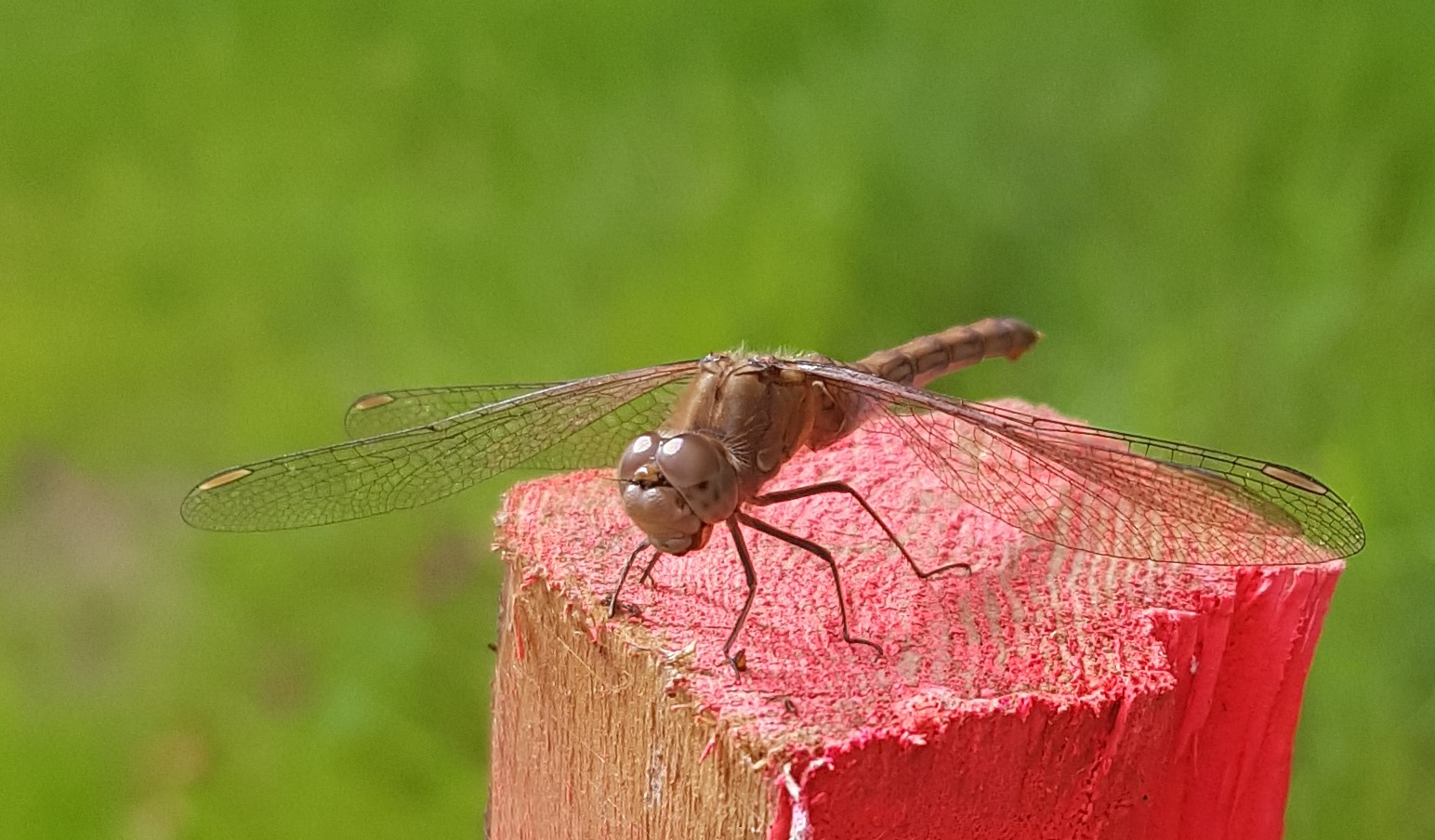 Young ruddy darter dragonfly yet to develop its colours at Morgrove Coppice