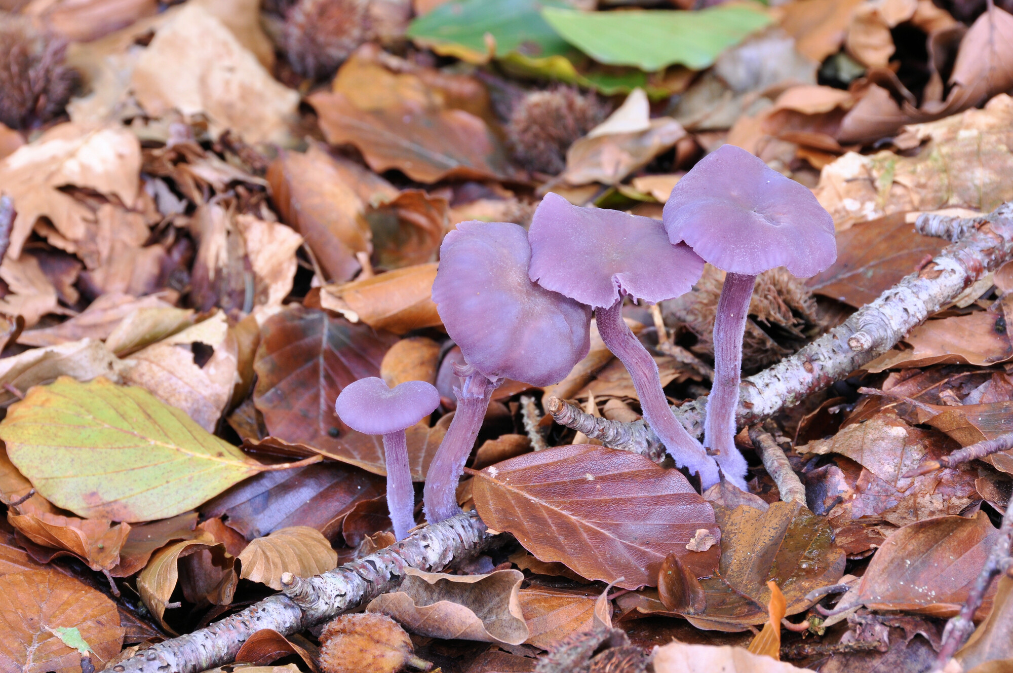 A clump of amethyst deceiver fungi amongst autumn leaves on the Forest floor.