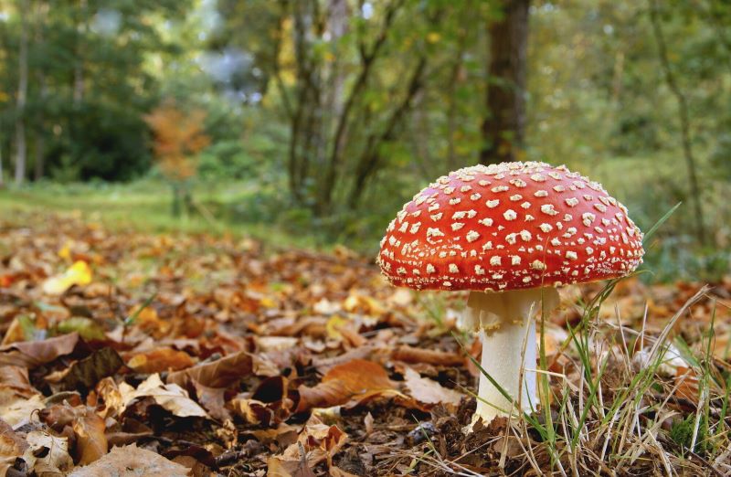 A fly agaric toadstool growing up from a a woodland floor covered in autumnal leaves