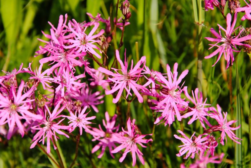 Some ragged robin flowers