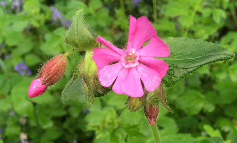 Close up shot of a red campion taken by Janice, one of our volunteers