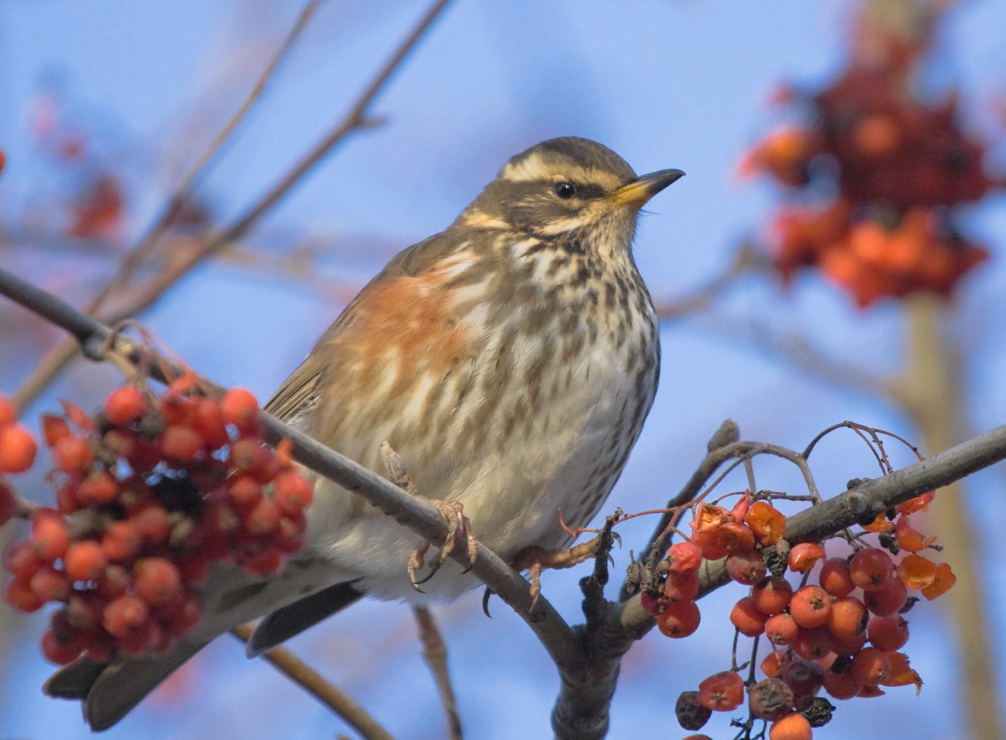 Redwing perched on a branch with clusters of red berries 