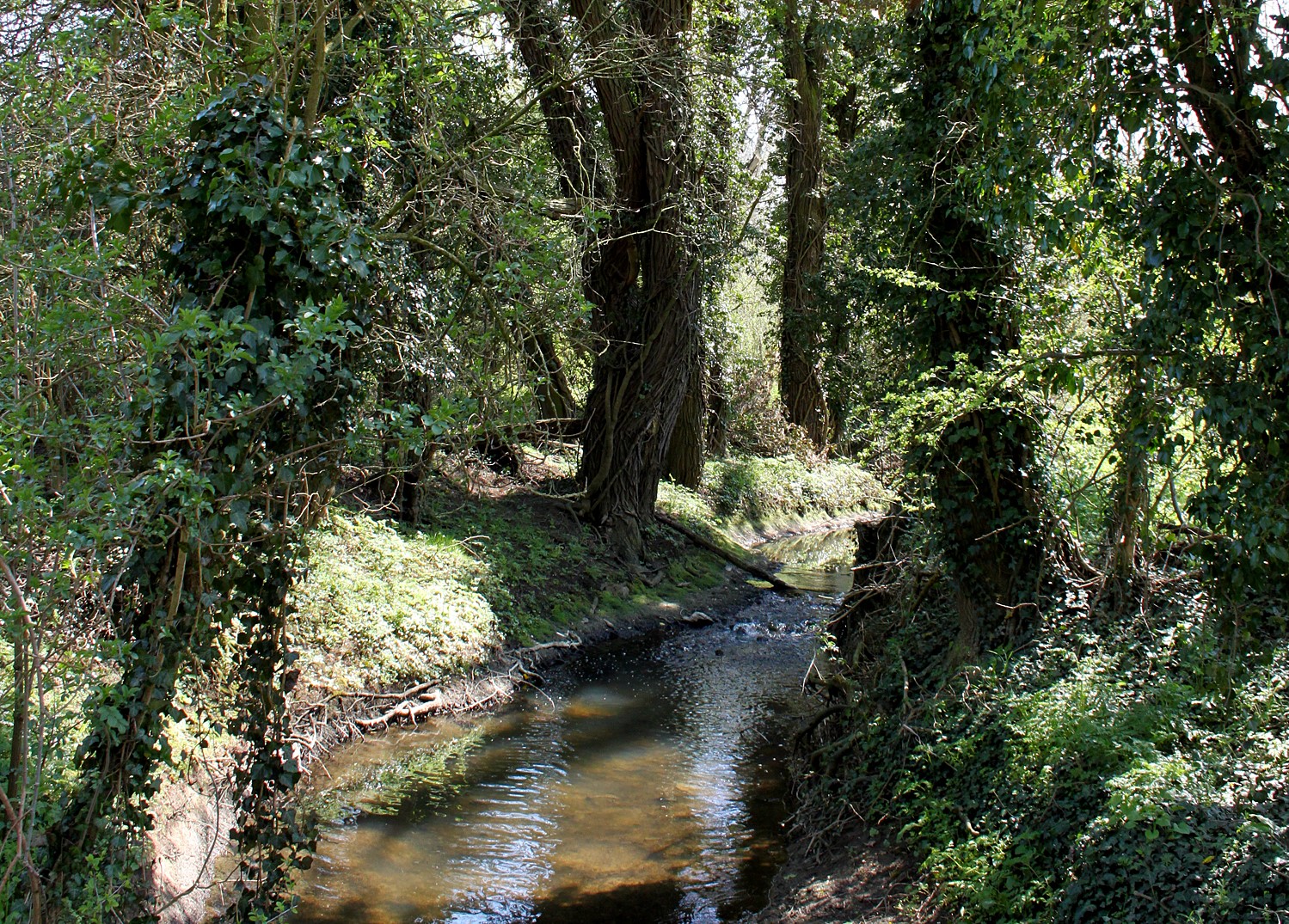 The river Arrow weaves through the trees