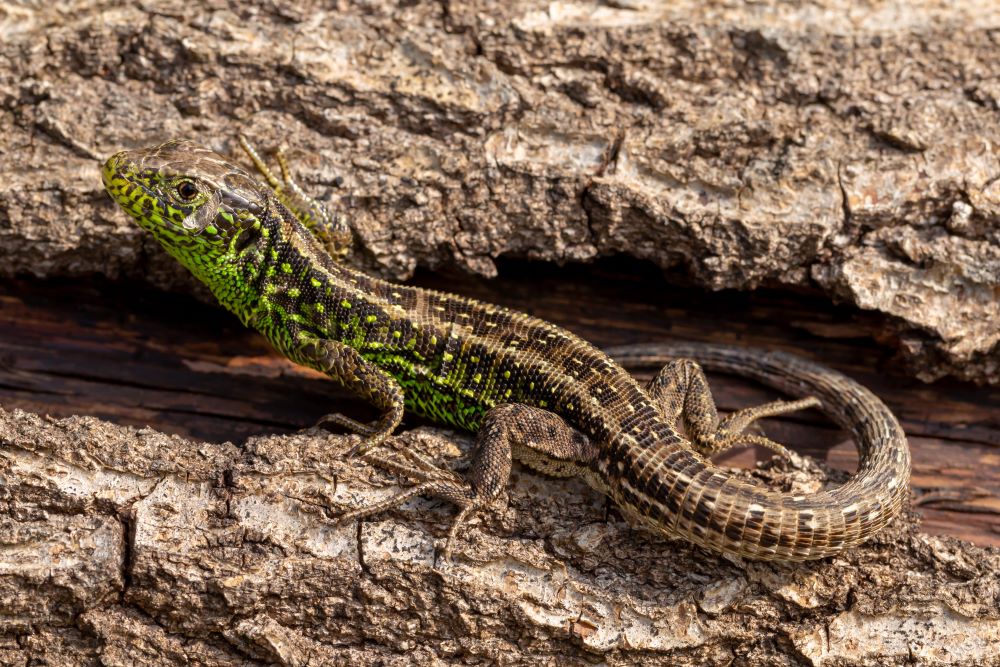 Sand lizard basking in the sunshine on a log