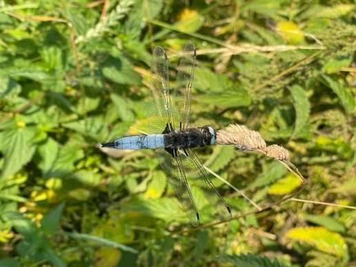 Scarce chaser dragonfly