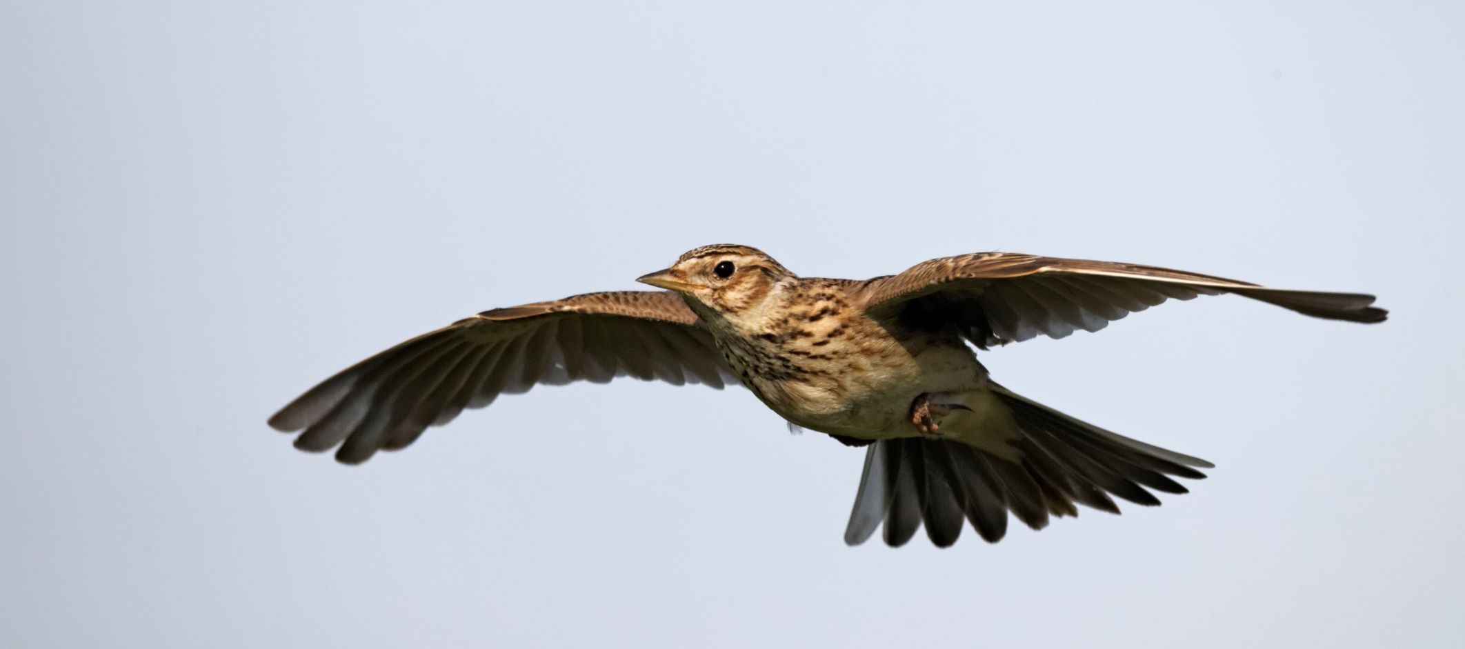 Skylark in flight 
