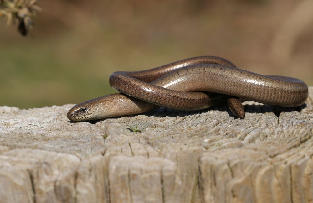 Slow worm basking in the sunshine on a log