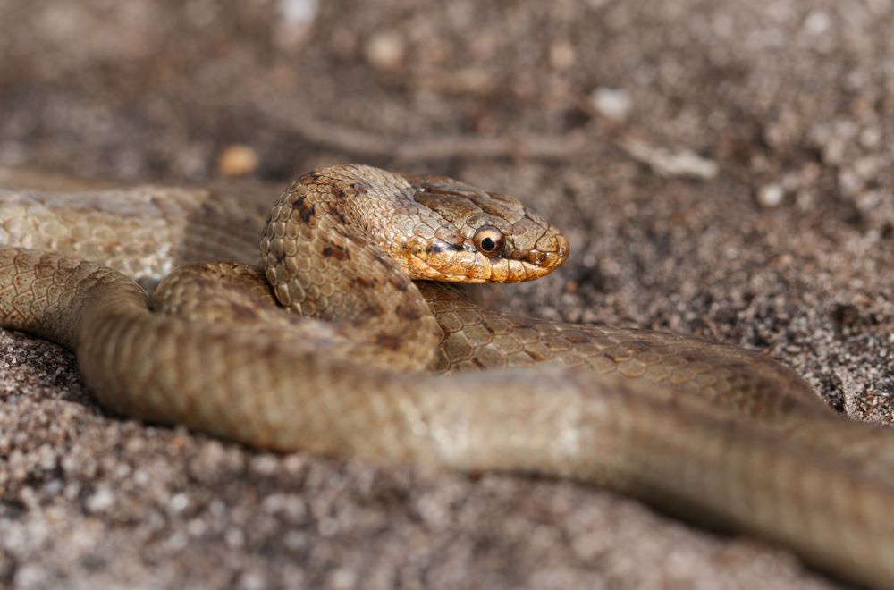 File:Grass Snake (Natrix helvetica) playing dead close-up