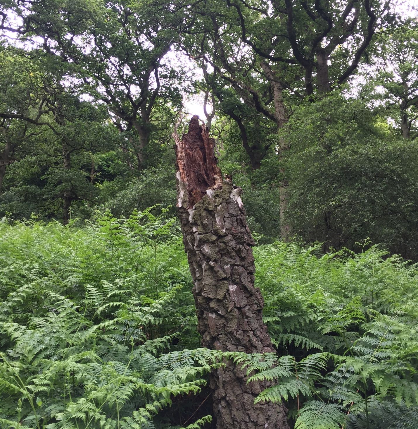 Standing deadwood in the Forest - a silver birch snag