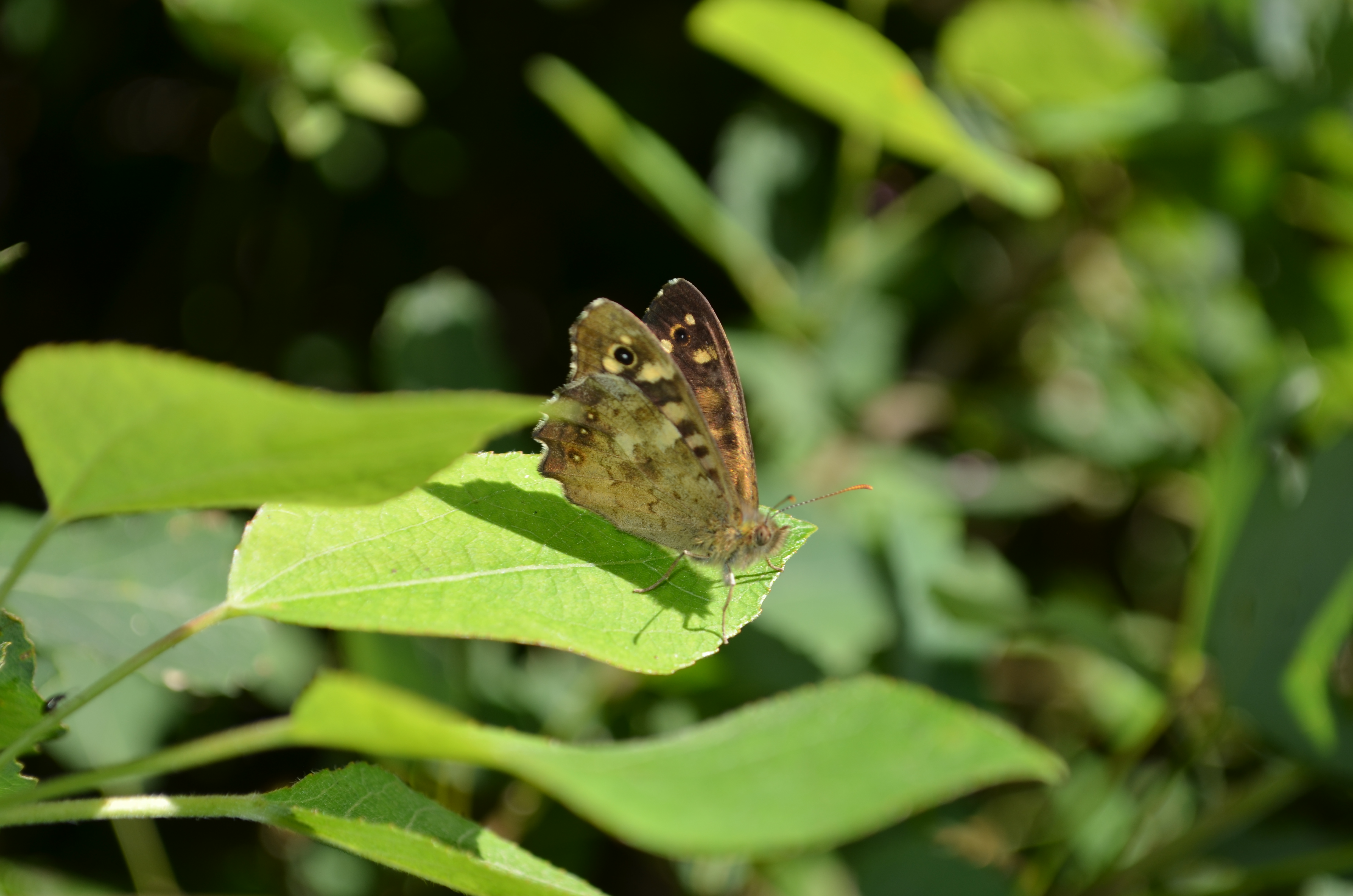 A spotted wood butterfly resting on a leaf in Dorothy's Wood