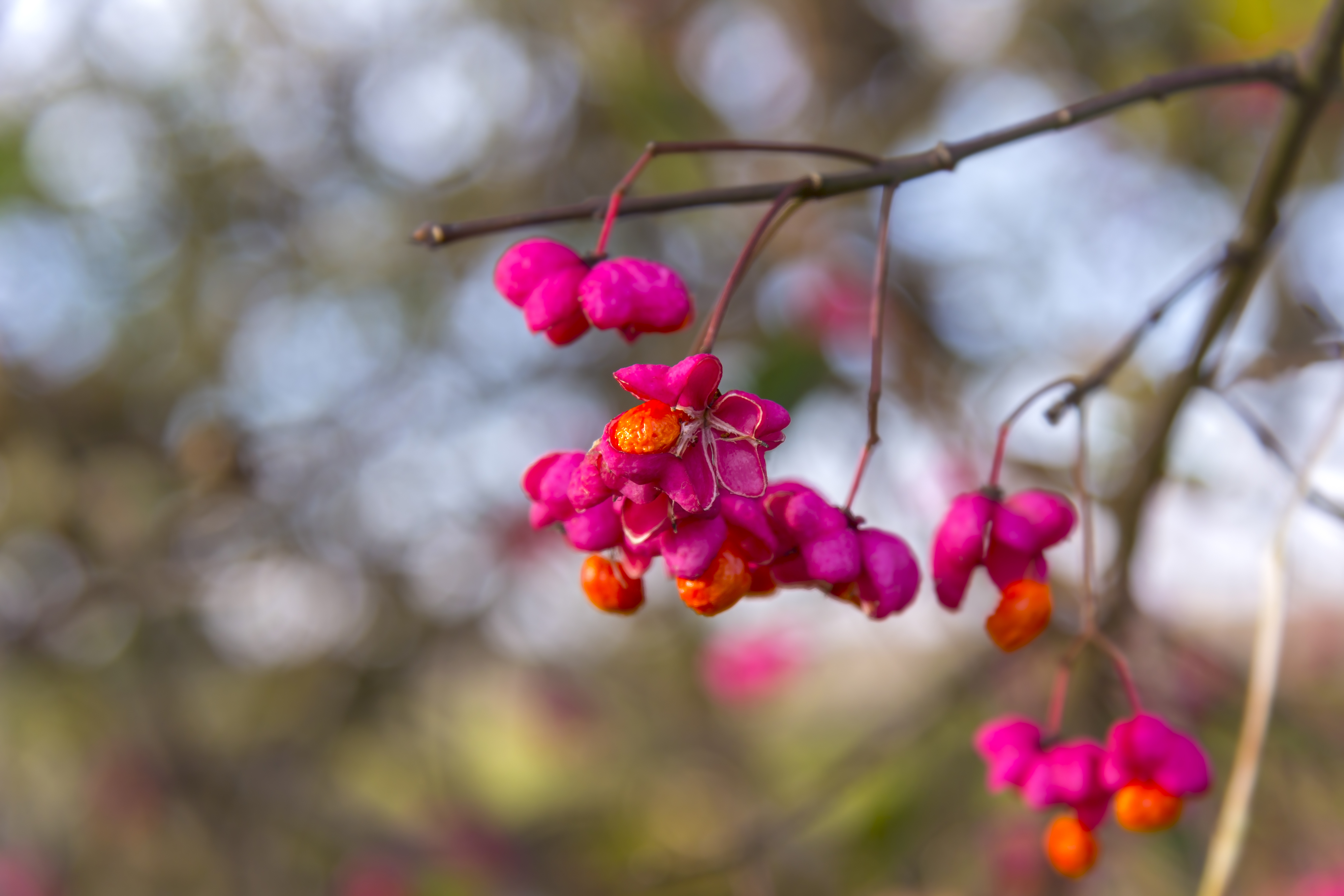 Close up of orange and pink spindle berries on the ends of branches. 