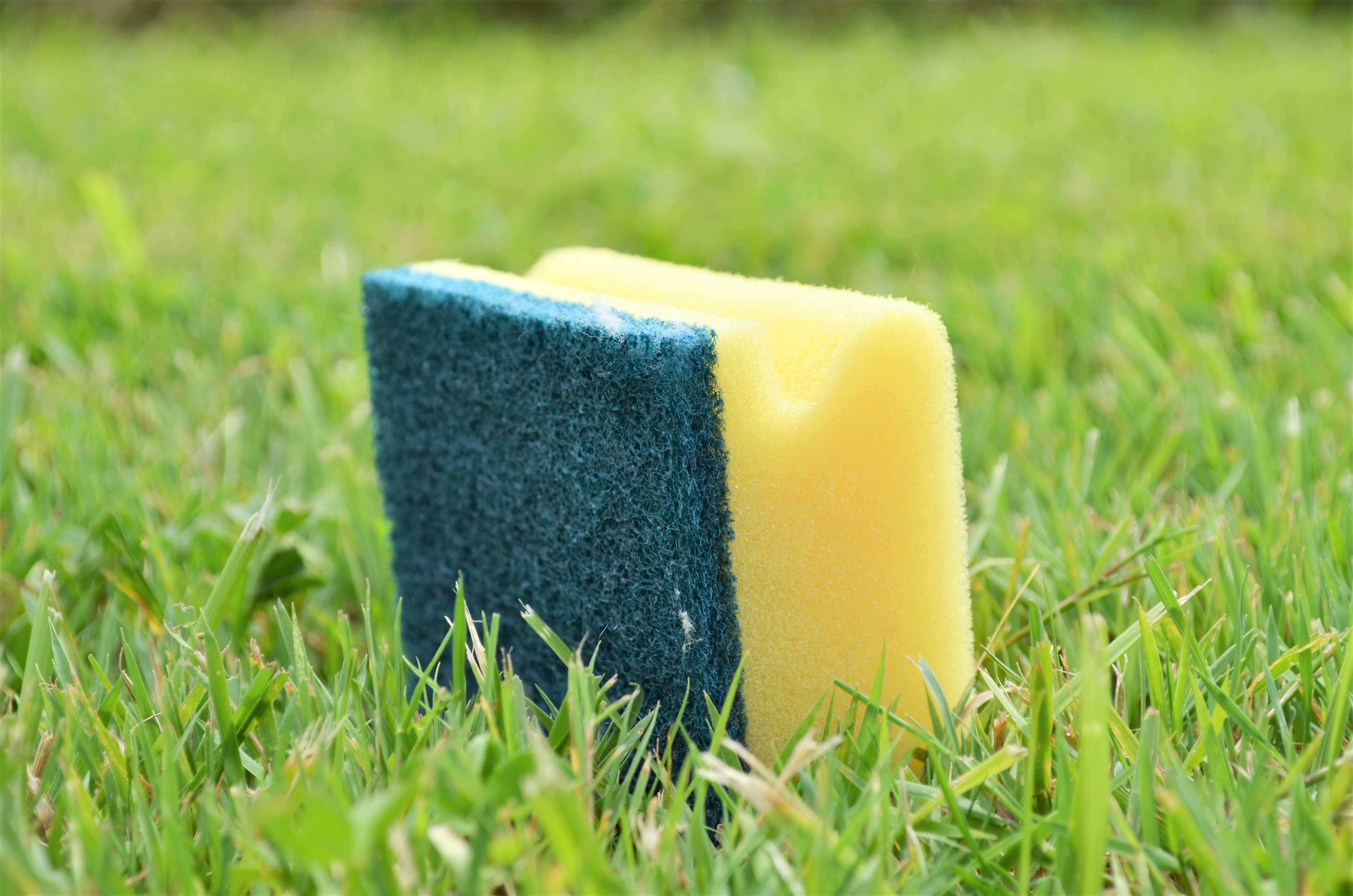 Close up of a sponge on some grass